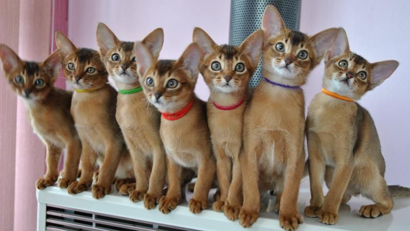 abyssinian Kittens for sale2