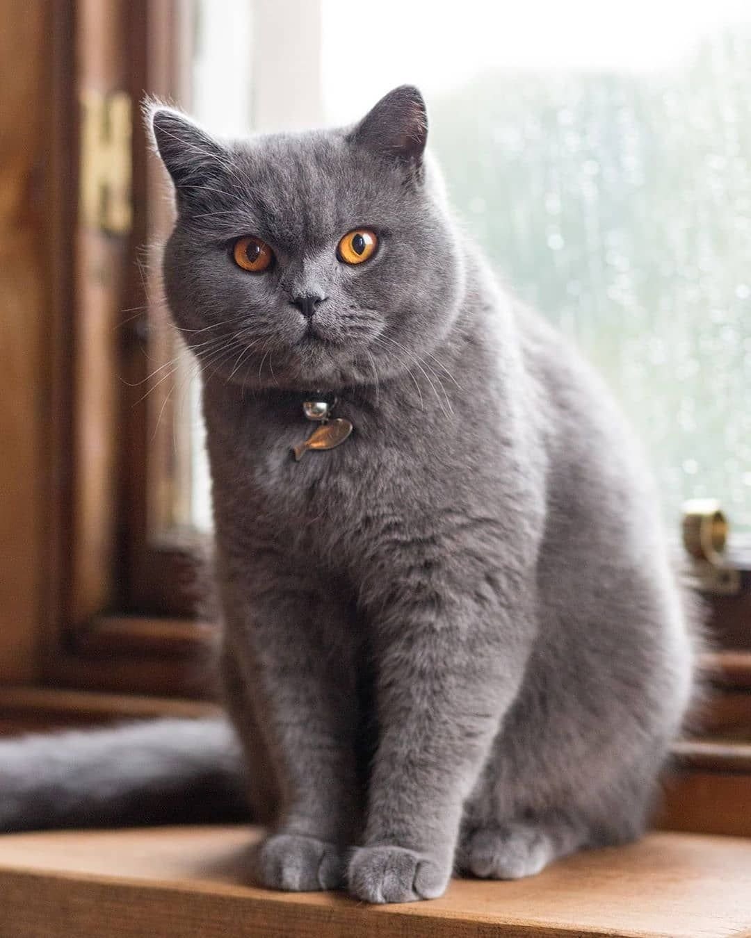 British Shorthair Kittens