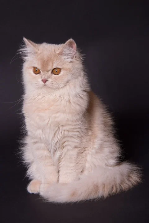 British Longhair Kittens
