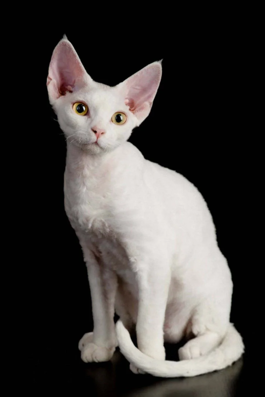 Devon Rex Kittens