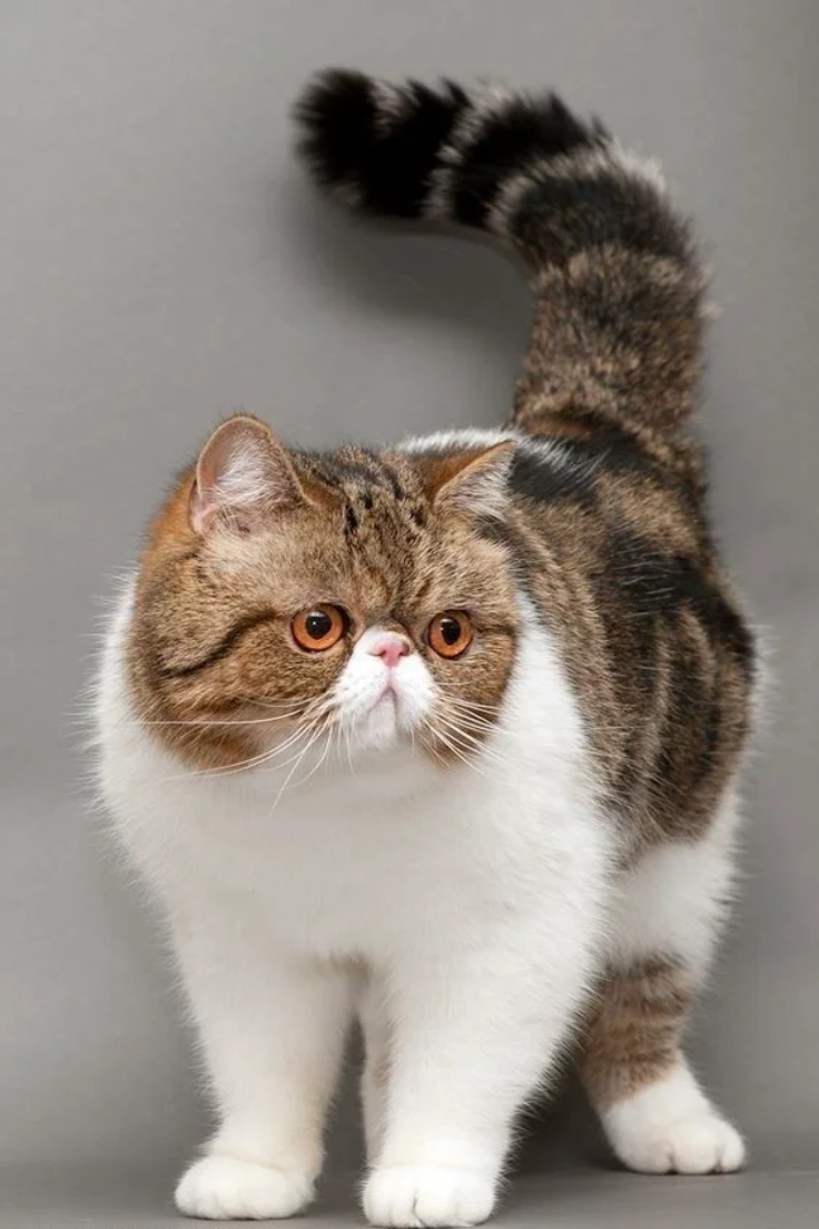Exotic Shorthair Kittens