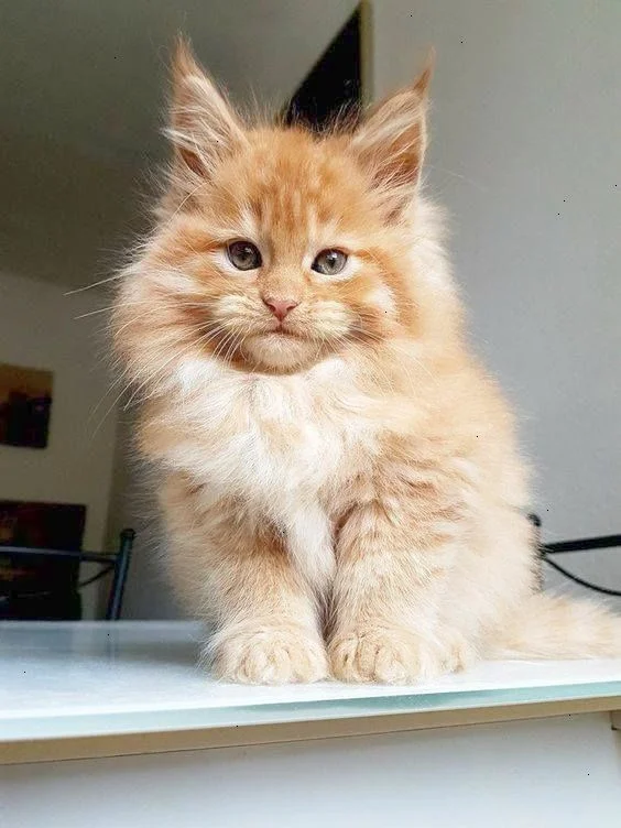 Maine Coon Kittens