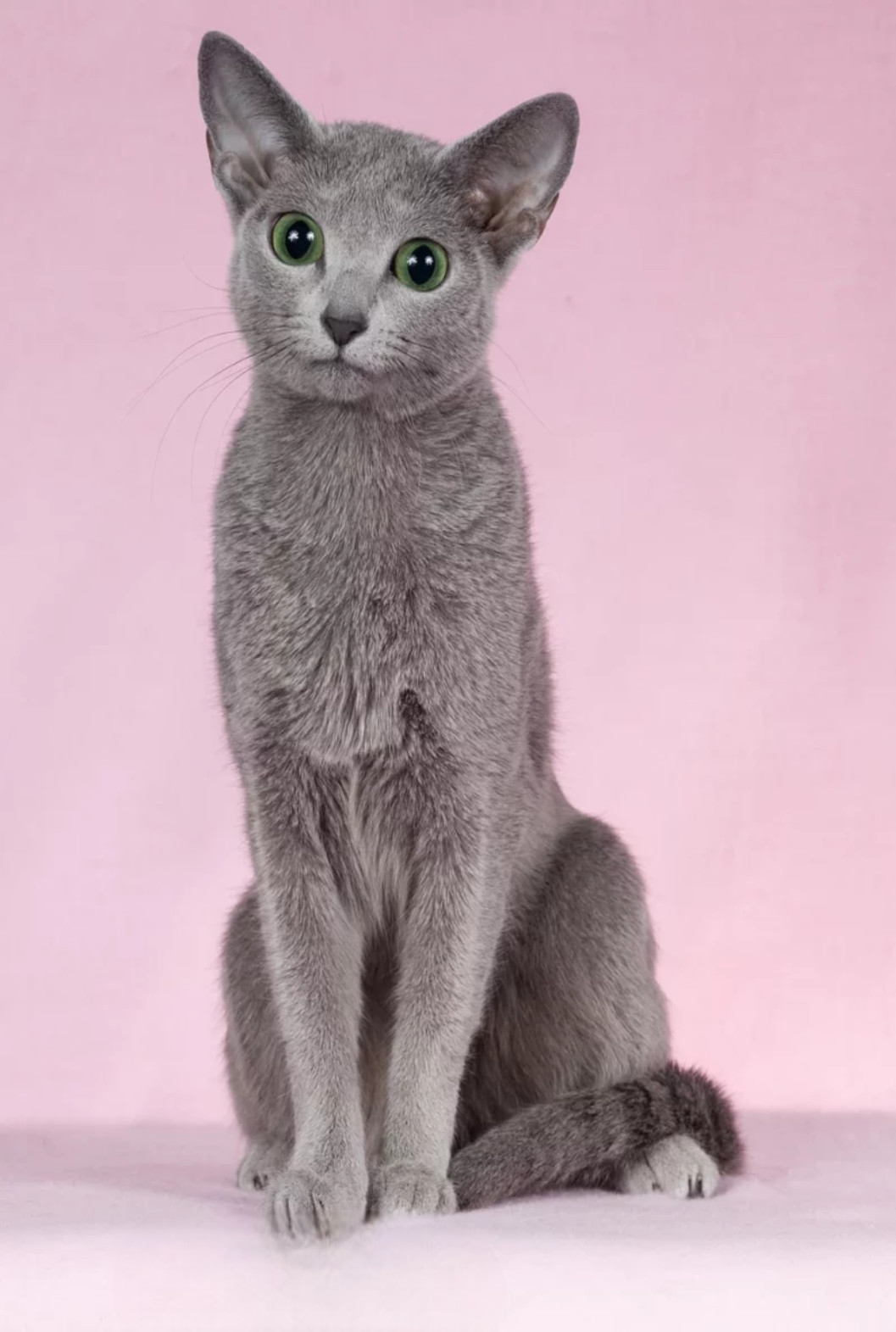 Russian Blue Kittens