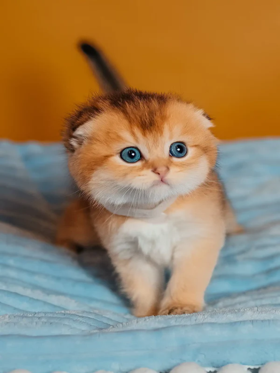 Scottish Fold Kittens