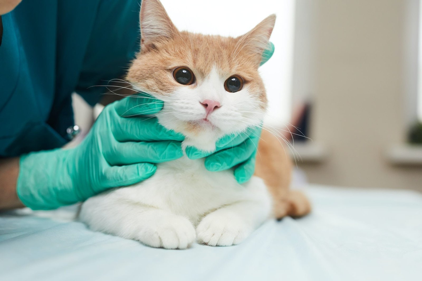 Improve your cat's health